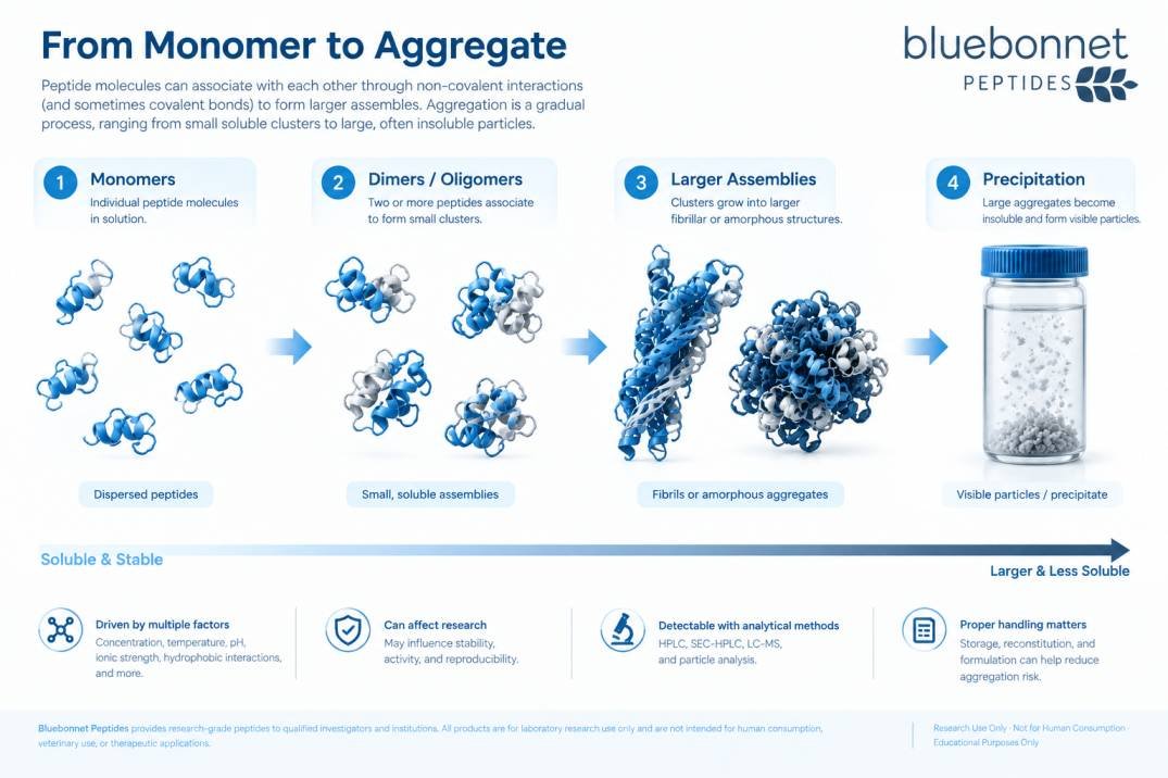 Bluebonnet Peptides infographic diagram detailing the step-by-step peptide aggregation process from single monomers and oligomers to larger assemblies and precipitation.